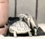 vidéo animal instinct animaux accouplement relation sexuelle  copulation