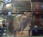 vidéo hamster musculation cage suspendu barreaux par les pattes avant