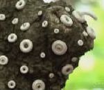 vidéo plante techno fleurs yeux bizarre insolite