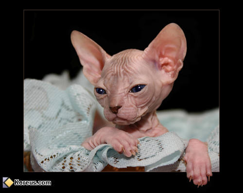 photo nu sans poil animal chat sphynx humour insolite