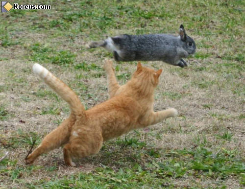 photo animal chat chasseur lapin humour insolite