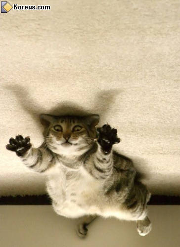 photo animal chat envers humour insolite