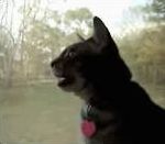 vidéo chat aboie couine chante animal
