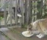 vidéo chien affamé détruit barrière gamelle