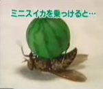 vidéo dresseur mouche insecte volant ballon pattes