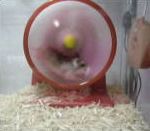 vidéo hamster roue arrêt