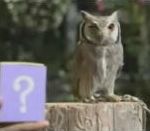 vidéo hibou peur peureux boite surprise