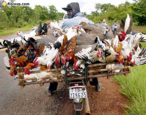 photo poulet volaille transport convoi exceptionnel humour insolite
