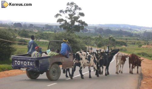 photo chariot boeuf 4x4 voiture transport convoi exceptionnel humour insolite