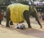 vidéo jumbo éléphant caca crotte sur touriste tour