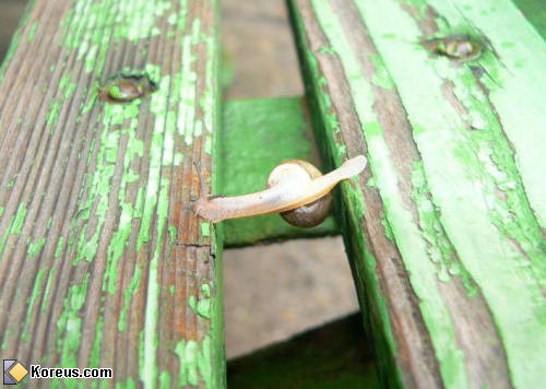 photo escargot traverse deux planches banc animal humour insolite