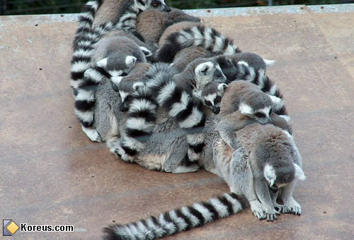 photo groupe partouz animal humour insolite