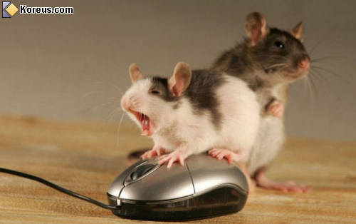 photo souris protège souris informatique animal humour insolite