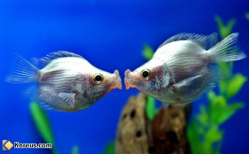 photo animal poisson bisous tropical humour insolite