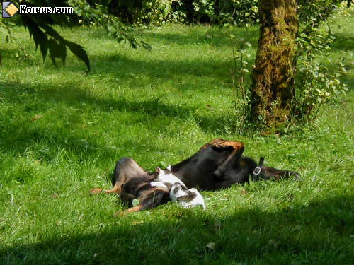 photo animal chat lèche parties chien sur le dos humour insolite