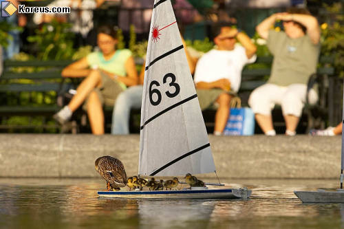 photo animal canard caneton sur un bateau voile maquette humour insolite
