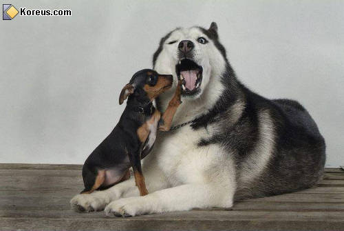 photo animal petit regarde gueule gros chien husky dents humour insolite