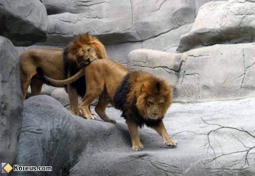 photo animal lion mange gratte dos humour insolite