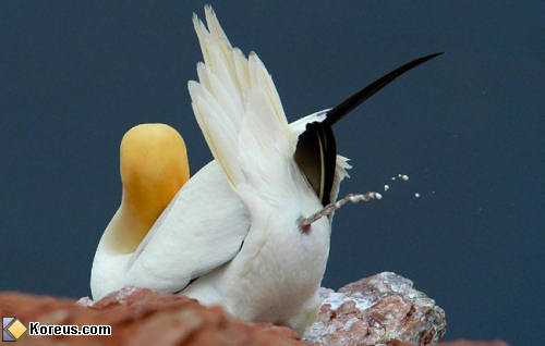 photo animal oiseau fiente humour insolite