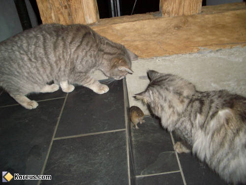 photo souris encerclé par deux chats animal humour insolite