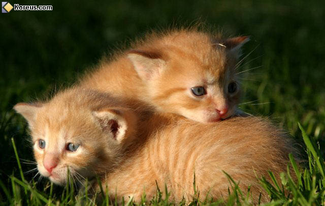 photo chat chaton bébé humour insolite