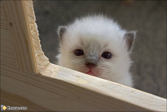 photo chat chaton bébé humour insolite