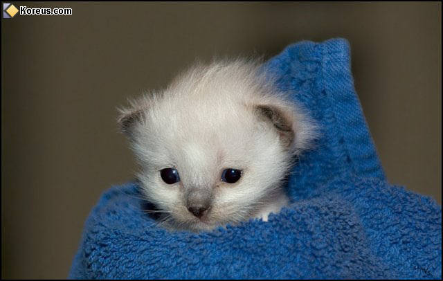 photo chat chaton bébé humour insolite