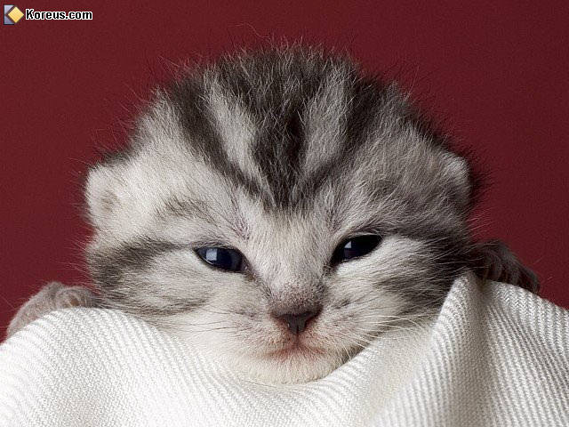 photo chat chaton bébé humour insolite