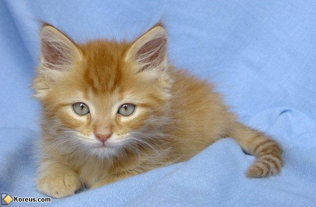 photo chat chaton bébé humour insolite