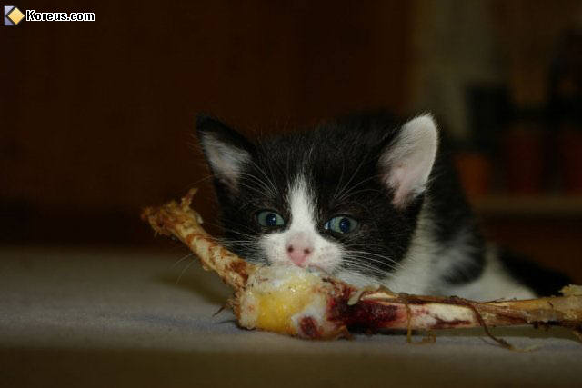 photo chat chaton bébé humour insolite