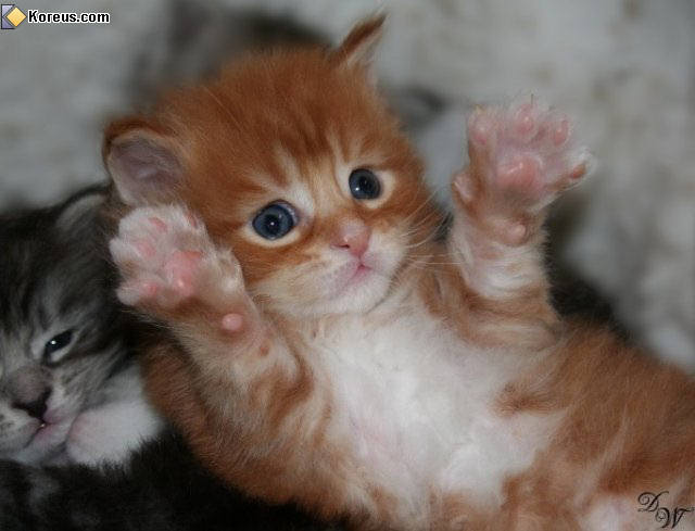 photo chat chaton bébé humour insolite