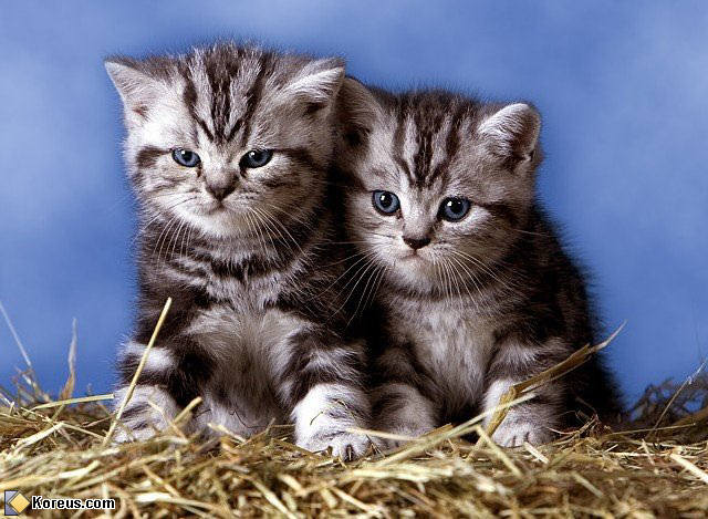 photo chat chaton bébé humour insolite