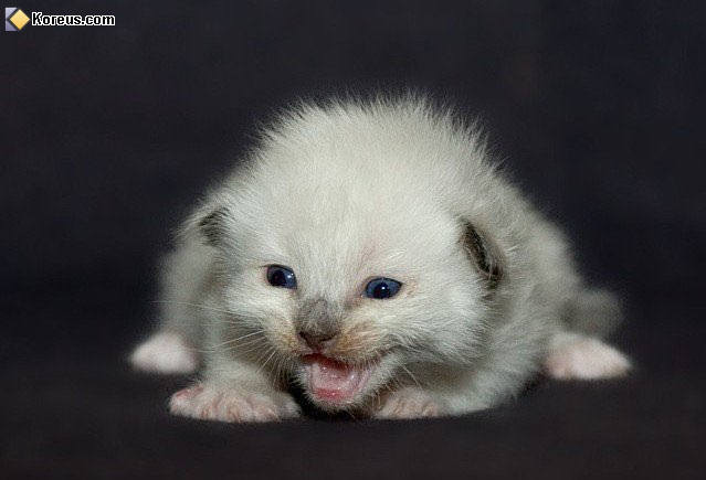 photo chat chaton bébé humour insolite