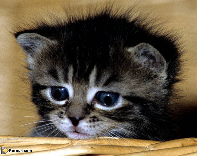 photo chat chaton bébé humour insolite