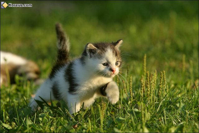 photo chat chaton bébé humour insolite