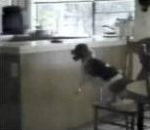 vidéo compilation animaux intelligent