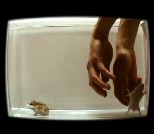 vidéo carlitopolis hamster expérience luis nieto