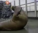 vidéo éléphant de mer abo abdomineau entrainement