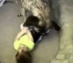 vidéo guili chatouille chien bébé rire