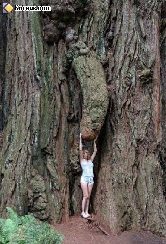 photo arbre sexe penis phallus femme féminin humour insolite