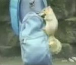 vidéo compilation vidéogag animal voleur animaux volent