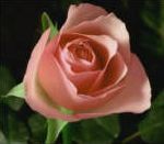 vidéo pub euflorie les fleurs chantent