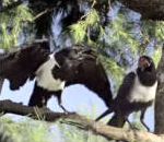 vidéo pub windex oiseau pie fenêtre produit lavage