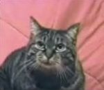 vidéo chat fou drogué miaule miaulement