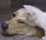 vidéo chien chaton meilleurs amis du monde