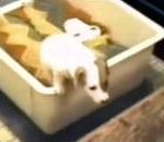 vidéo chien évasion