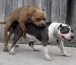 vidéo chien excité vomit vomir