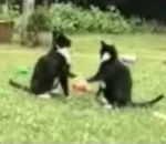 vidéo compilation chat marrant gag funny cats