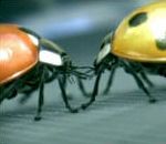 vidéo pub peugeot 207 coccinelle lady bird sexe amour