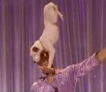 vidéo chien dresseur america got talent émission télé